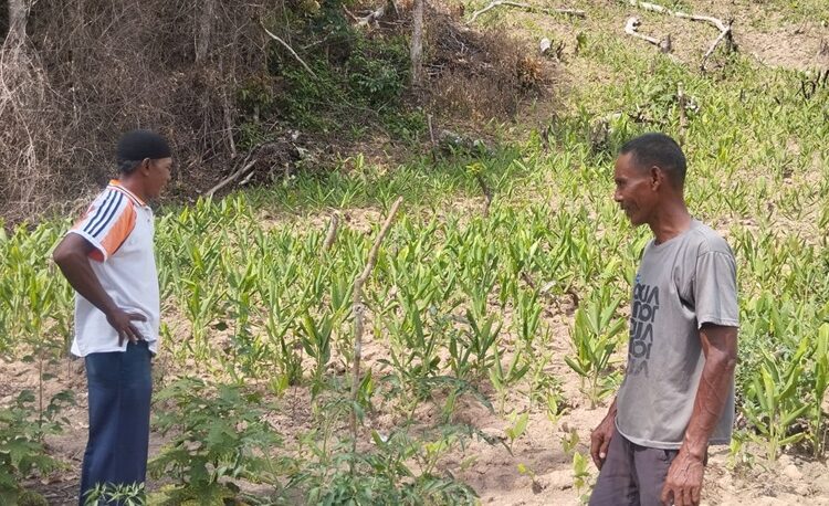 Medco E & P Malaka Bantu Kelompok Tani Kunyit di Gampong Alur Siwah