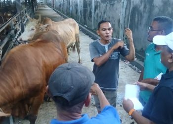 Bupati Bireuen Besok Akan Salurkan 90 Ekor Sapi Bantuan Presiden