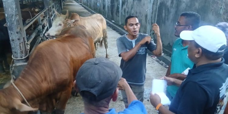 Bupati Bireuen Besok Akan Salurkan 90 Ekor Sapi Bantuan Presiden