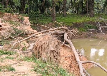 Camat Julok Tinjau Abrasi Tanggul DAS Arakundo